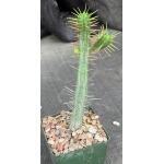 Euphorbia enopla ssp. viridis (WY1092) 4-inch pots